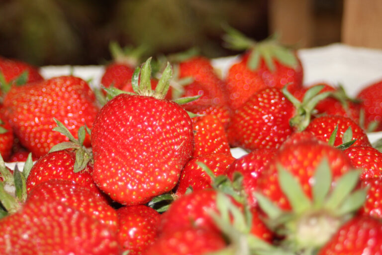 Obsthof Brunsiek Blomberg Erdbeeren